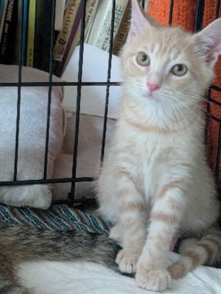 Adopter Bowie et ses frères et soeurs