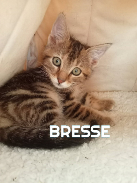 Adopter Bresse