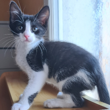 Adopter Bretzel
