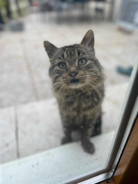 Adopter Brigand