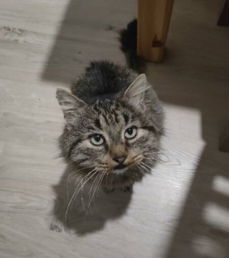 Adopter Brigand