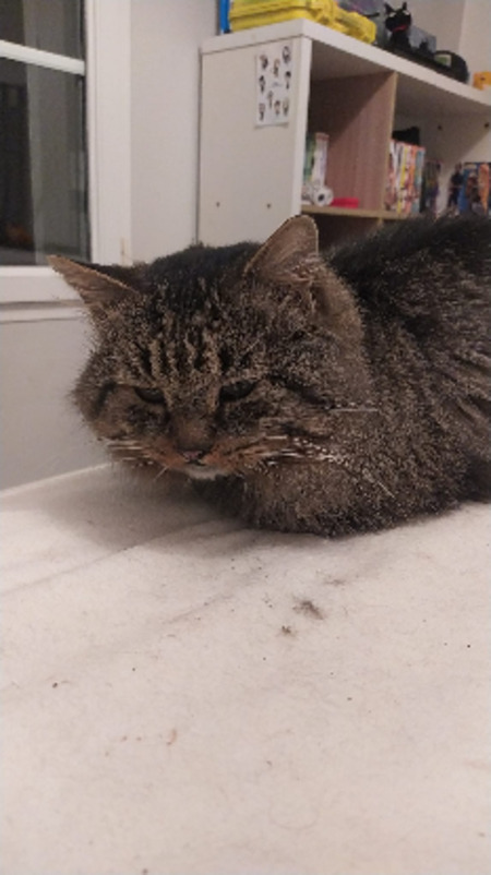 Adopter Brigand