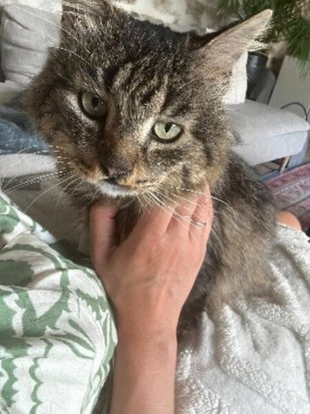 Adopter Brigand