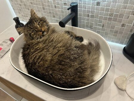 Adopter Brigand