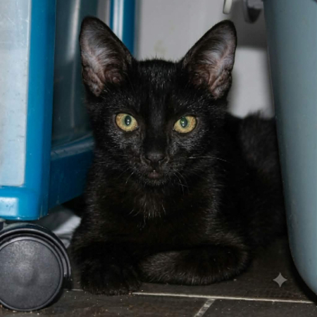 Adopter Briochette