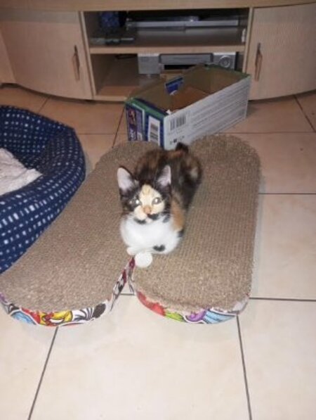 Adopter Briseis