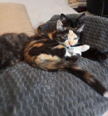 Adopter Briseis