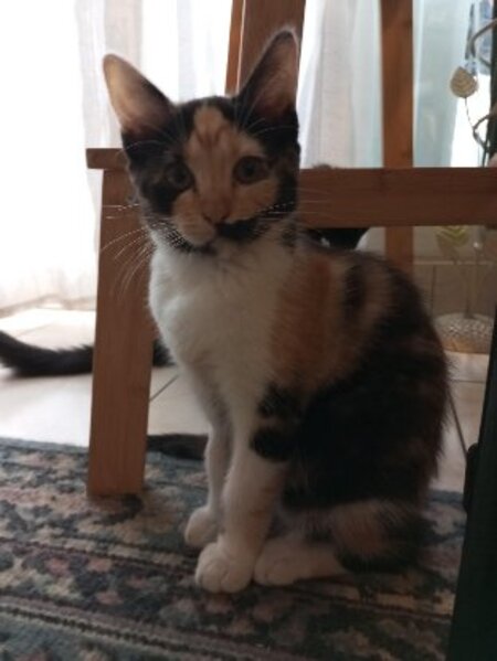 Adopter Briseis
