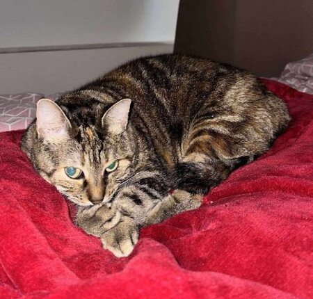 Adopter Brownie