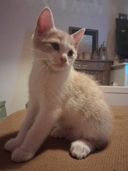 Adopter Brownie