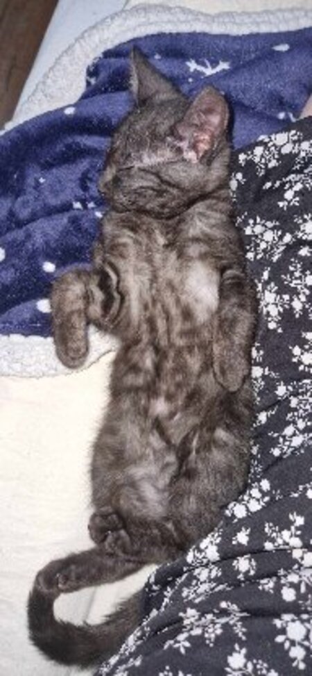 Adopter Brume