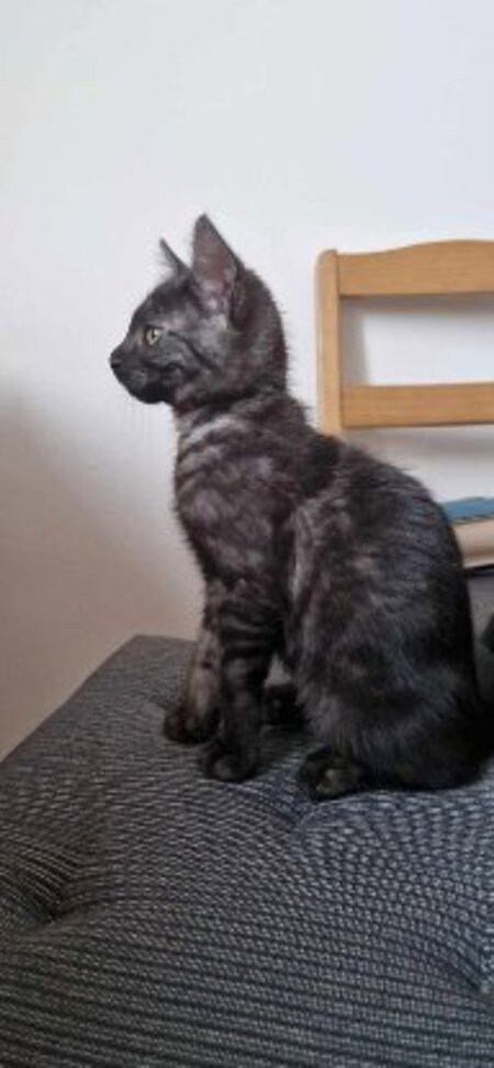Adopter Brume