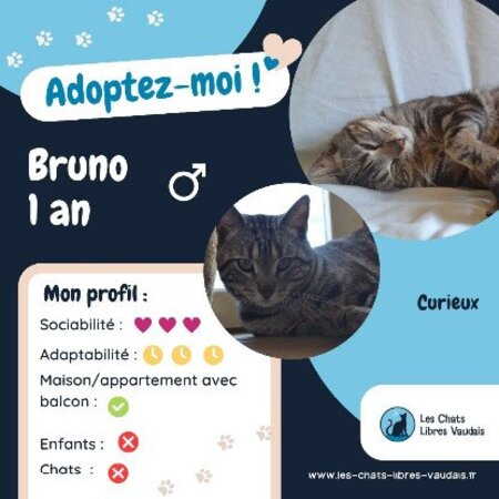 Adopter Bruno