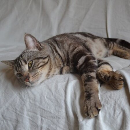 Adopter Bruno