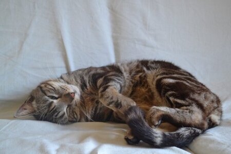 Adopter Bruno