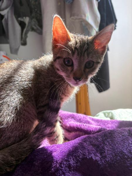 Adopter Brutus