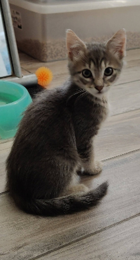 Adopter Buck