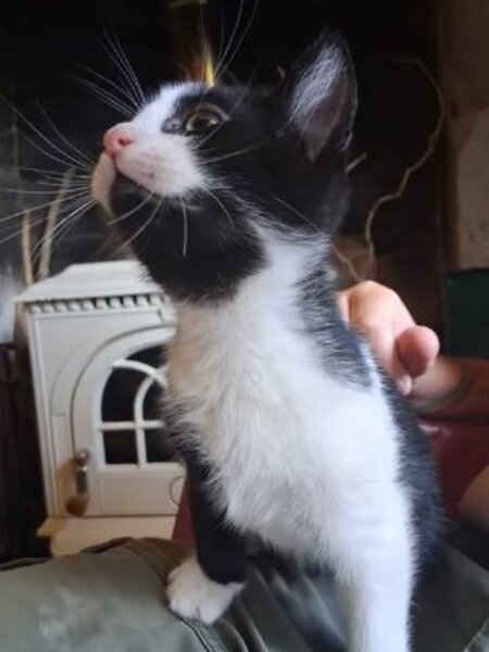 Adopter Buddy