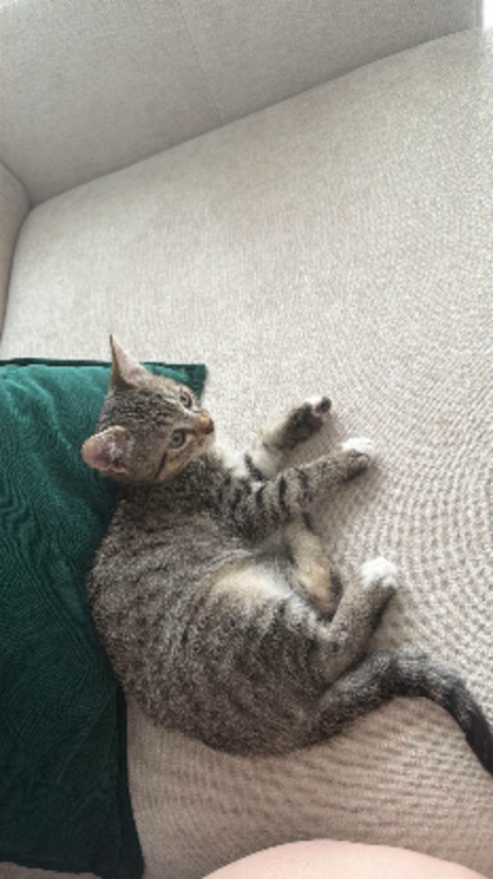Adopter Buddy