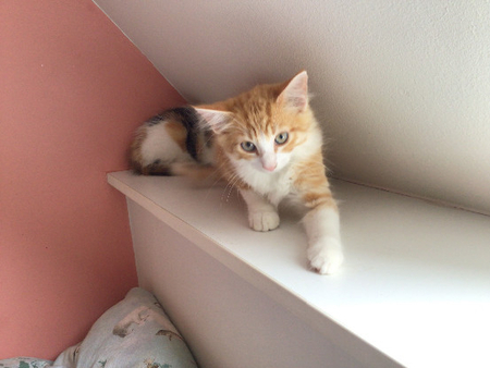 Adopter Buky