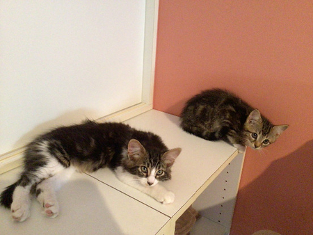 Adopter Buky