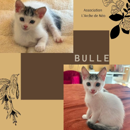 Adopter Bulle