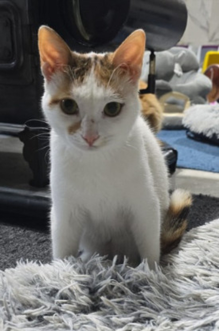 Adopter Bunny
