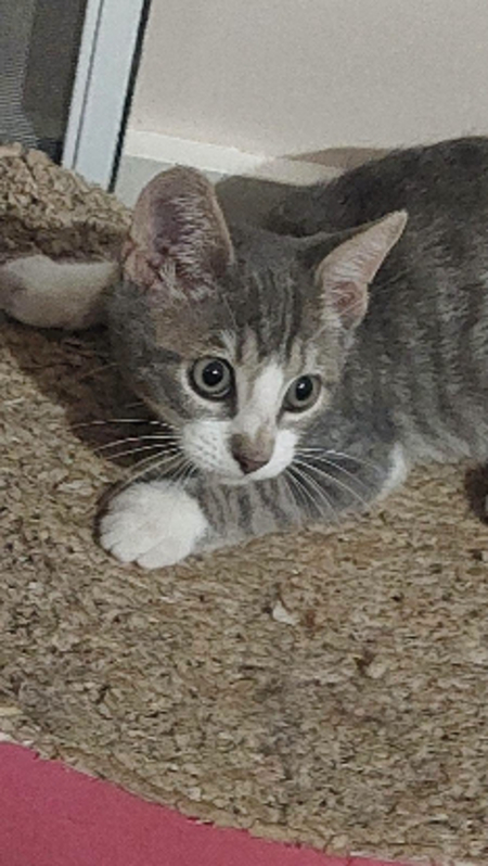 Adopter Burdy