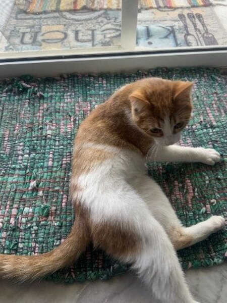 Adopter Butters