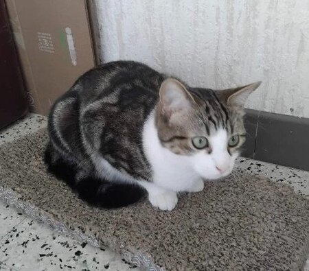 Adopter Buzz