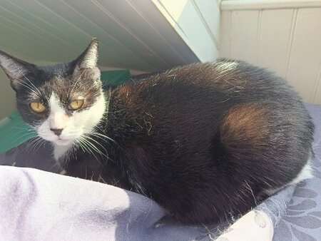 Adopter Cali