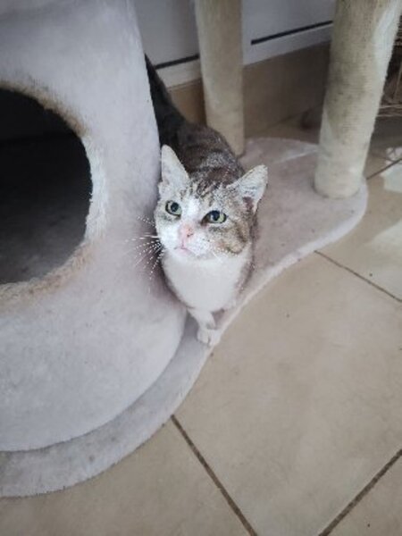 Adopter Calie