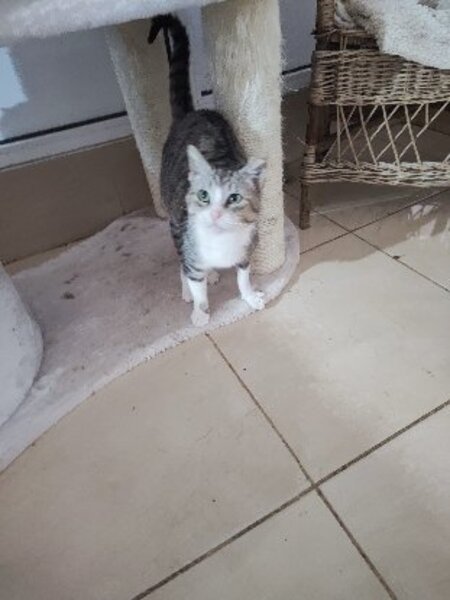 Adopter Calie