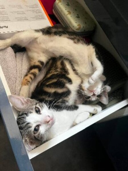 Adopter Calista