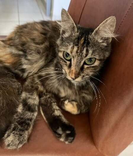Adopter Calysta