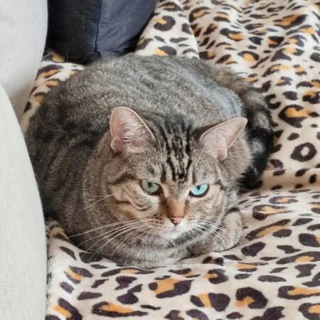 Adopter Canelle