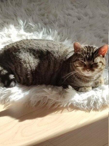 Adopter Canelle