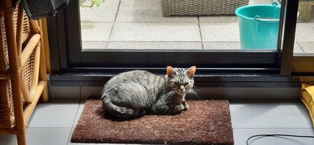 Adopter Canelle