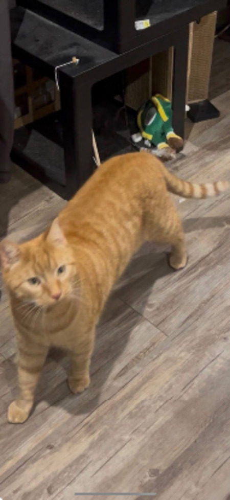 Adopter Caramel