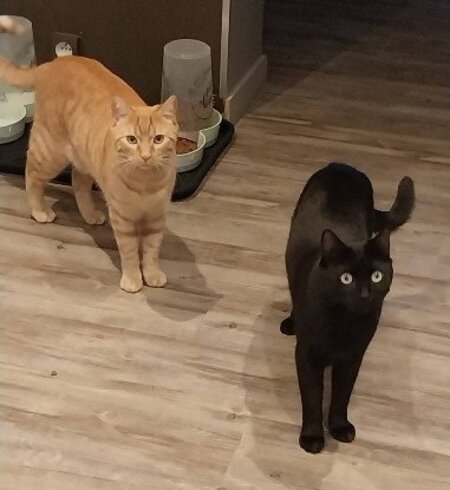 Adopter Caramel