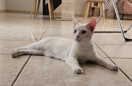Adopter Caramel