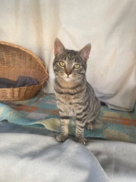 Adopter Caramelo