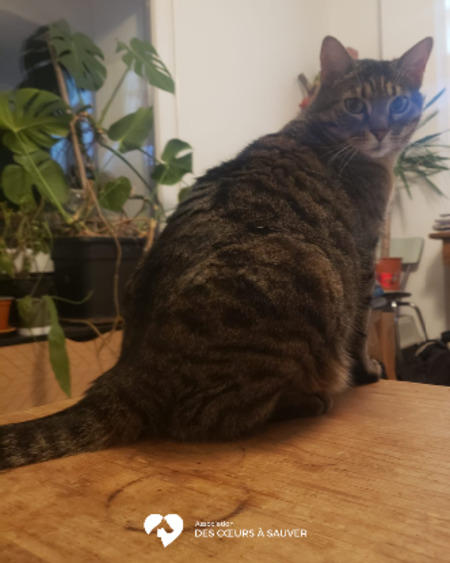 Adopter Carlos