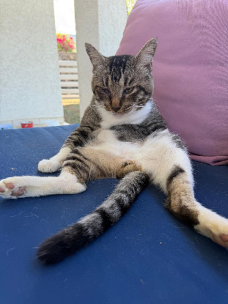 Adopter Carlos