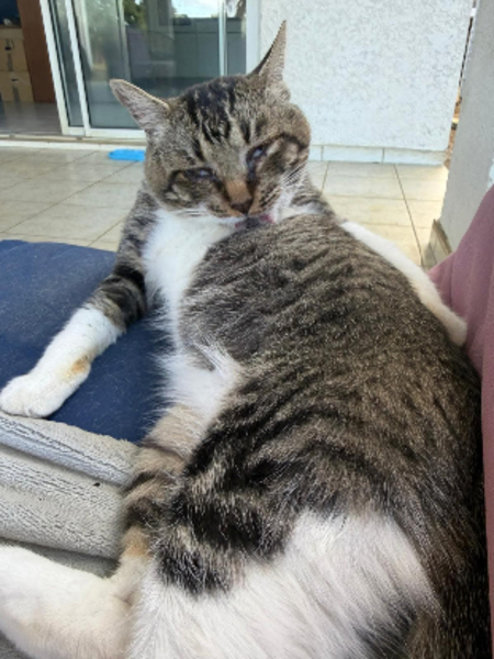 Adopter Carlos