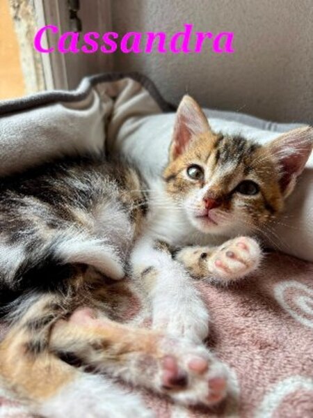 Adopter Cassandra