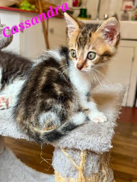 Adopter Cassandra