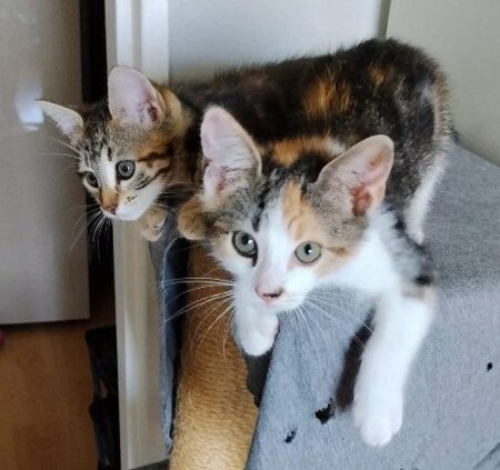 Adopter Ceiko et kae