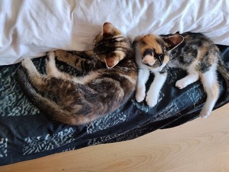 Adopter Ceiko et kae