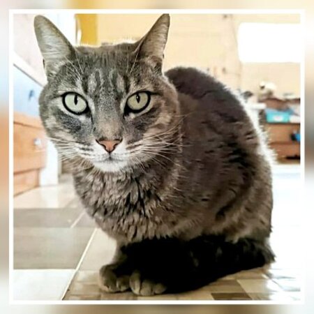 Adopter Ceni